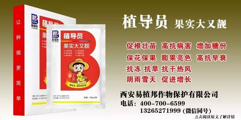 澳門王中王100%期期中一期,澳門王中王100%期期中一期，揭秘彩票背后的秘密