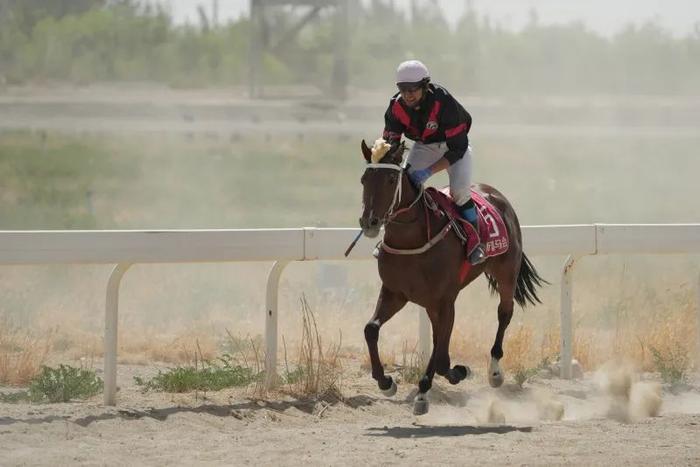 2024今晚香港開特馬,今晚香港開特馬，探索賽馬文化，體驗(yàn)速度與激情