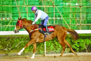 澳門今晚開特馬四不像圖,澳門今晚開特馬四不像圖——探索與解析