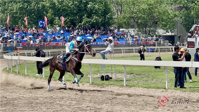 2024今晚香港開(kāi)特馬,今晚香港開(kāi)特馬，探尋賽馬文化中的激情與魅力