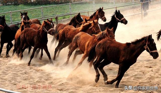 今晚澳門特馬開(kāi)什么今晚四不像,今晚澳門特馬開(kāi)什么，探索未知與理性對(duì)待四不像