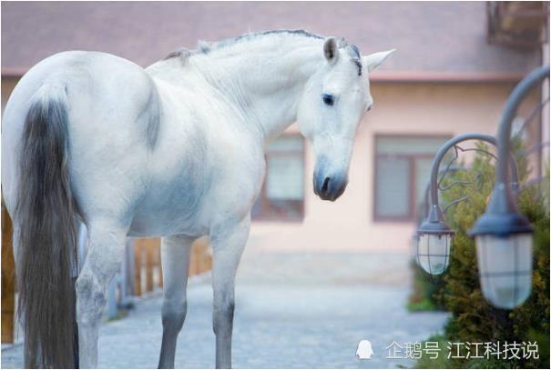 四不像今晚必中一肖,四不像與今晚必中一肖，探索幸運與命運的神秘聯(lián)系