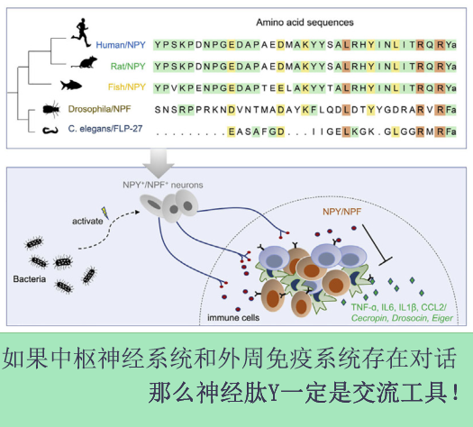 一碼一肖100%精準(zhǔn)的評(píng)論111期 10-16-27-36-40-48Y：37,一碼一肖，精準(zhǔn)預(yù)測(cè)評(píng)論第111期——深度解析與獨(dú)特視角