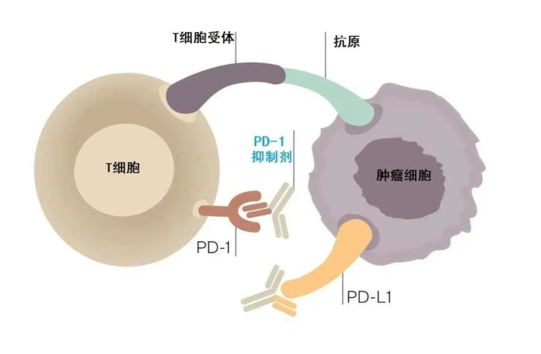 新澳精準(zhǔn)資料免費(fèi)提供265期003期 11-22-07-39-42-18T：06,新澳精準(zhǔn)資料免費(fèi)提供，探索第265期與003期的奧秘（附11-22-07-39-42-18T，06）